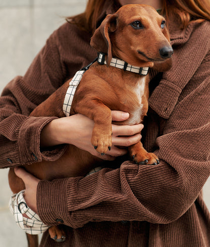 Collier pour chien Juno