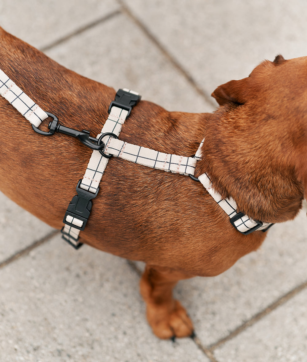 Juno Dog Harness