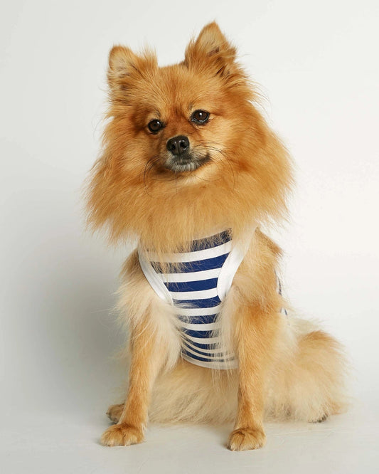 Gilet body pour chien Daniel