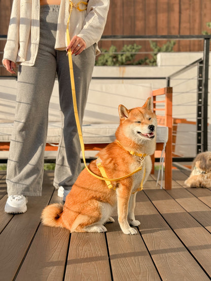 Harnais pour chien léger