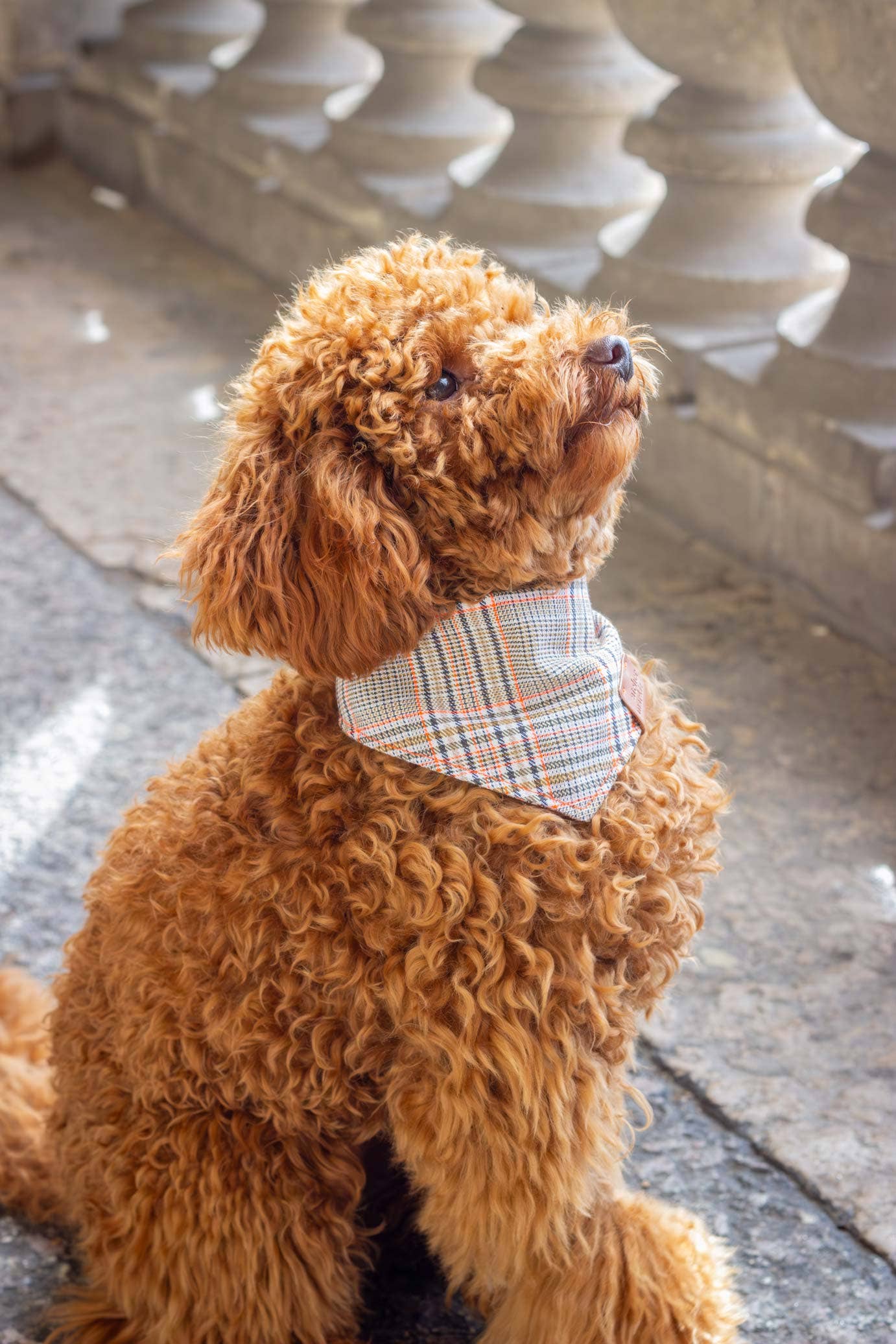 Bandana pour chien