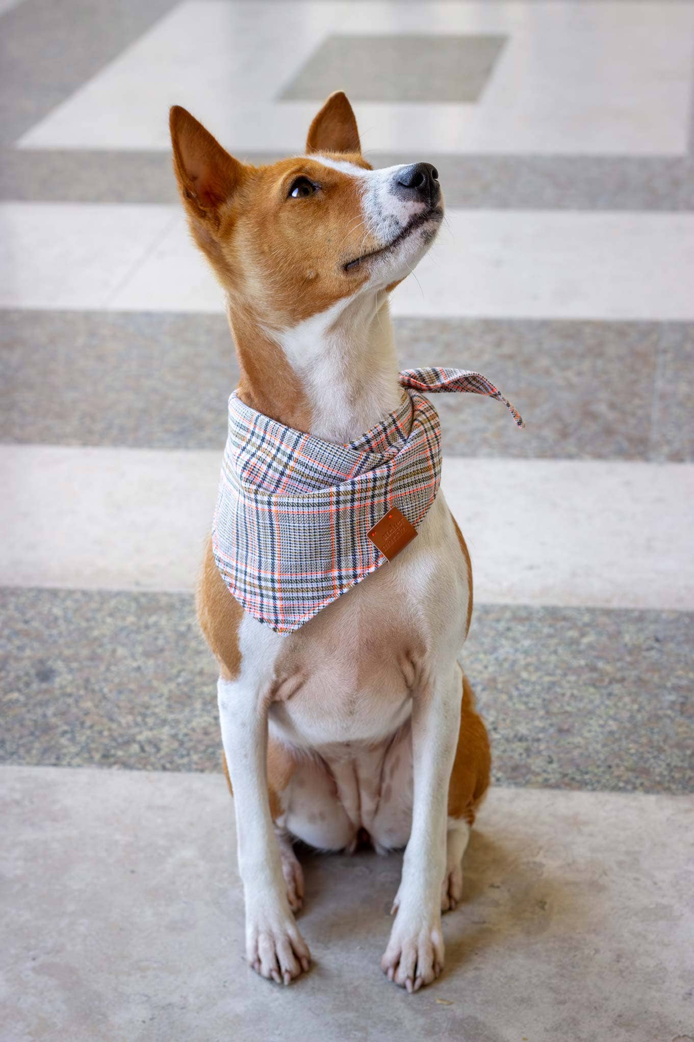 Bandana pour chien