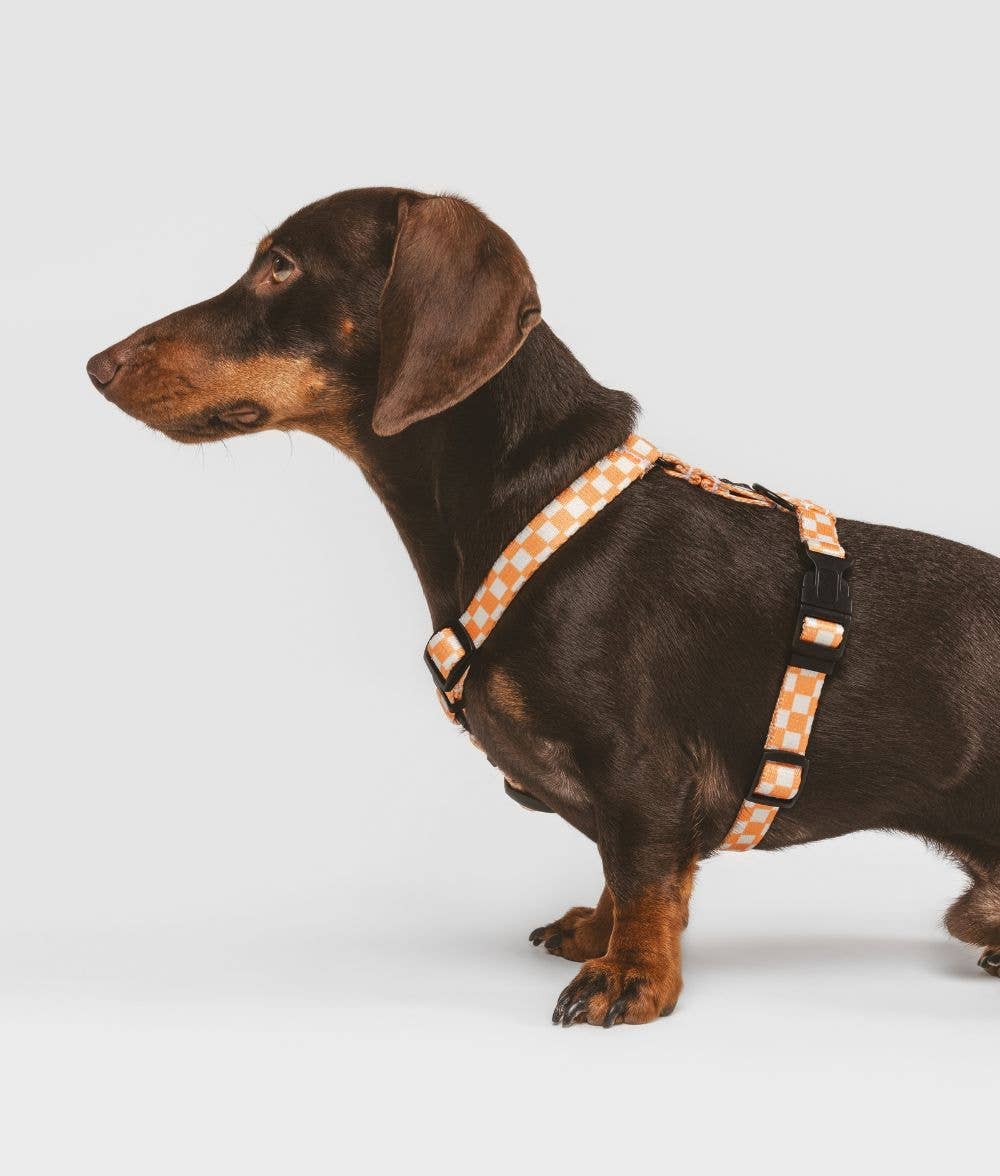 Juno Dog Harness