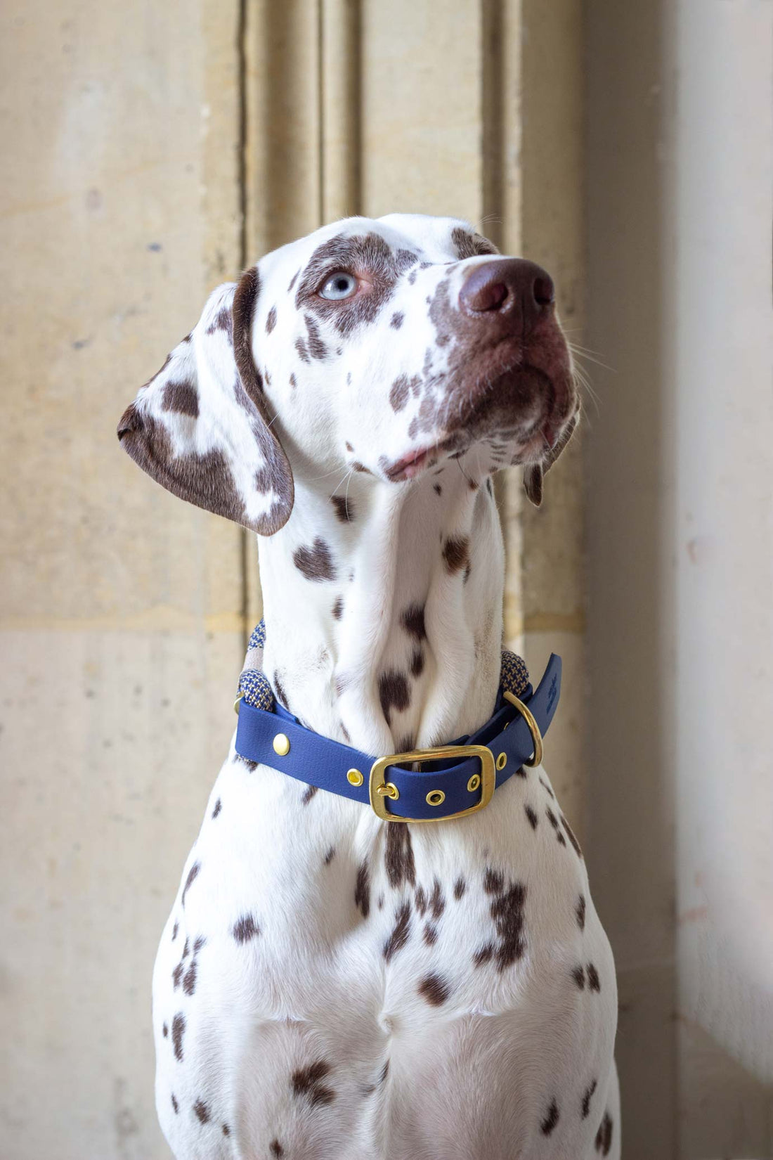 Rope dog collar