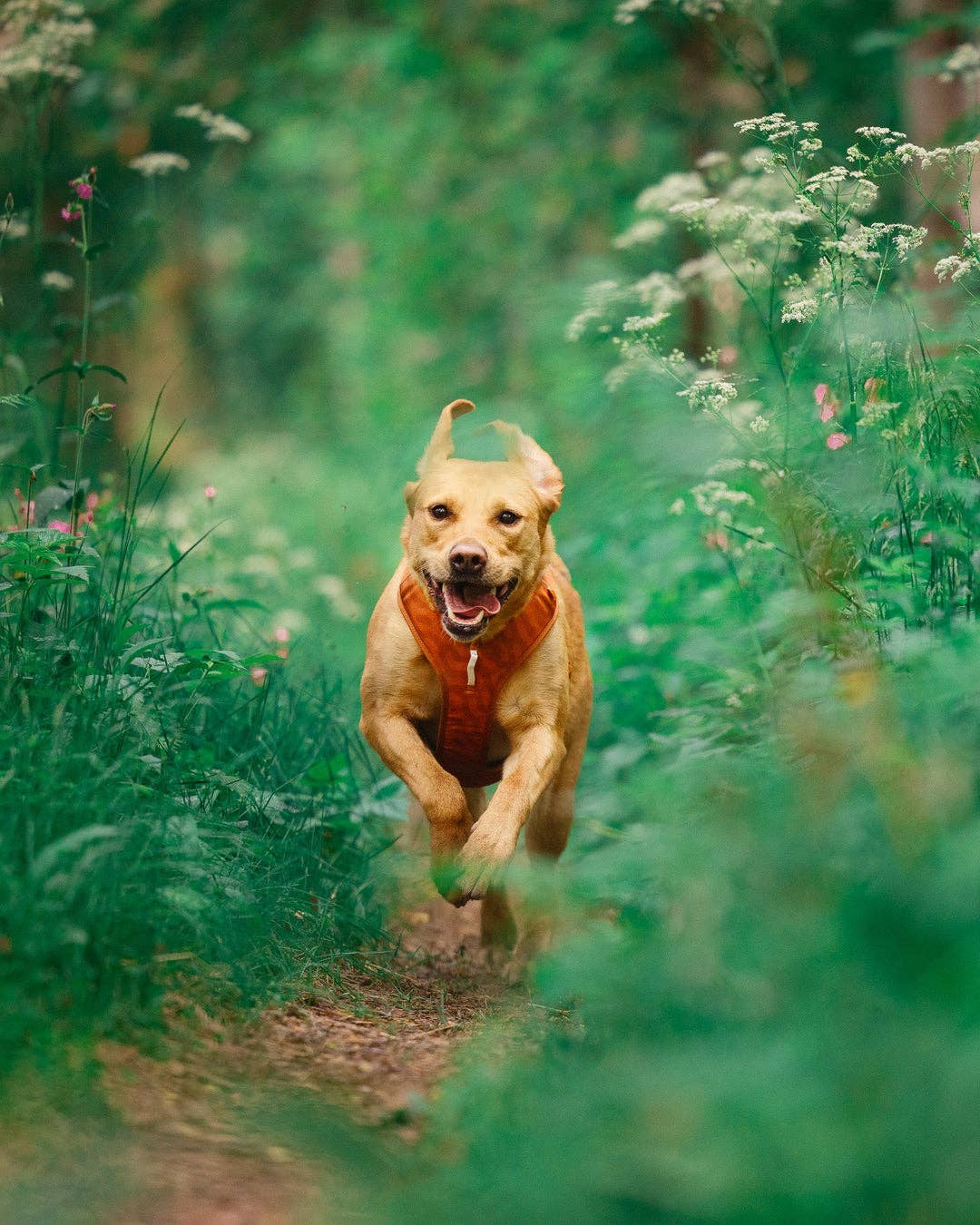 Harnais pour chien errant