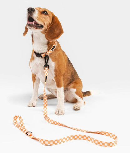 Juno Dog Leash