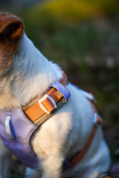 Alpha Dog Harness