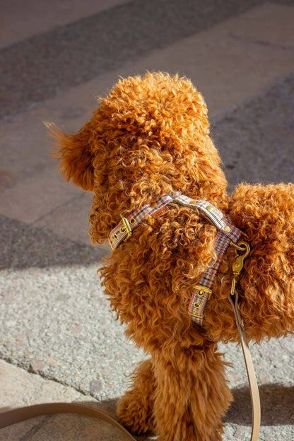 Harnais pour chien Baron