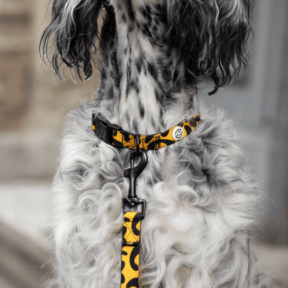 Lightweight Dog Collar