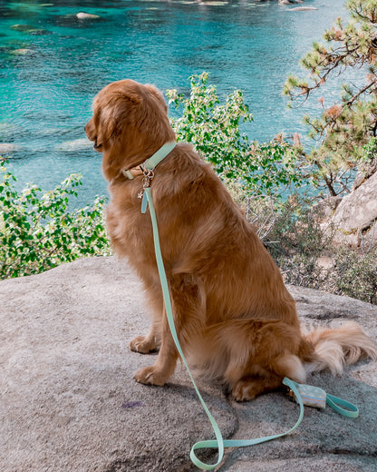 Laisse imperméable pour chien